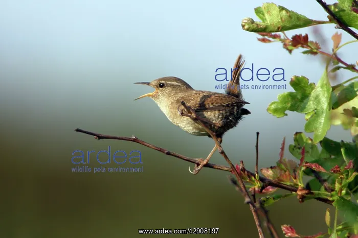 : Wren - Singing from perch in hedge : Wren - Singing from perch in hedge