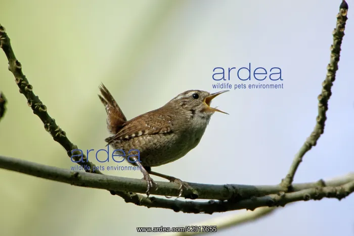 : Wren - singing in spring : Wren - singing in spring