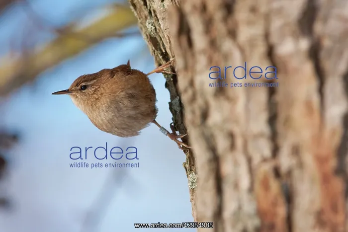  : Wren - Single adult bird with ring on leg
