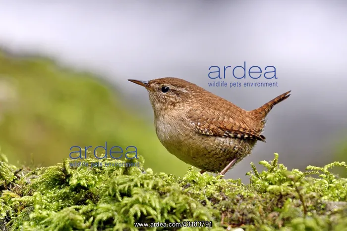 : Wren (Troglodyte troglodytes) seeking food in moss : Wren (Troglodyte troglodytes) seeking food in moss