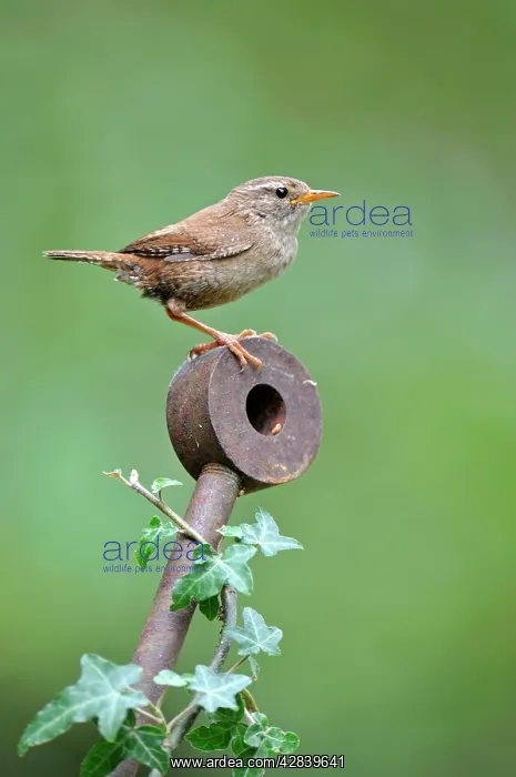 : Wren (Troglodytes troglodytes) : Wren (Troglodytes troglodytes)