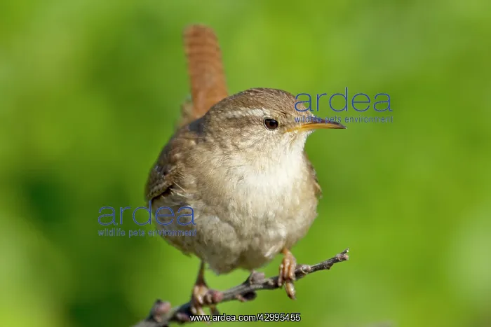 : Wren (Troglodytes troglodytes). GuernseyChannel islands, UK : Wren (Troglodytes troglodytes). GuernseyChannel islands, UK