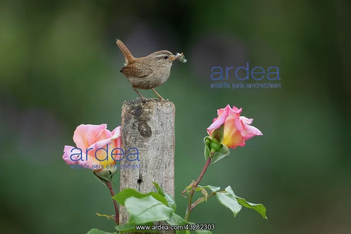 : Wren (Troglodytes troglodytes) adult bird with insects : Wren (Troglodytes troglodytes) adult bird with insects