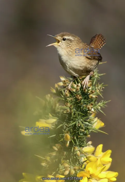 : Wren (Troglodytes troglodytes) Bird displaying on : Wren (Troglodytes troglodytes) Bird displaying on