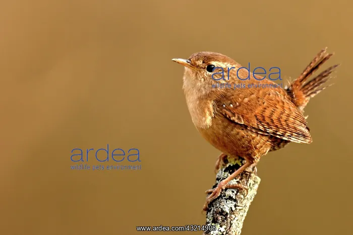 : Wren (Troglodytes troglodytes) on a branch in the : Wren (Troglodytes troglodytes) on a branch in the
