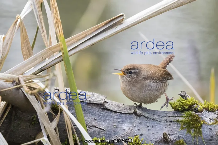 : Wren (Troglodytes troglodytes) singing on a branch next to dry reeds on the bank : Wren (Troglodytes troglodytes) singing on a branch next to dry reeds on the bank