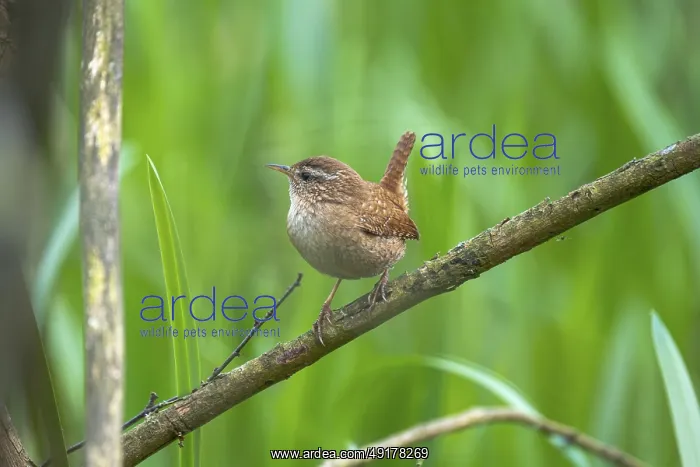 : A wren (Troglodytes troglodytes) sitting on a branch : A wren (Troglodytes troglodytes) sitting on a branch