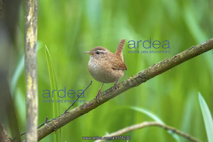  : A wren (Troglodytes troglodytes) sitting on a branch