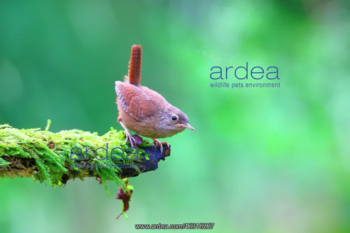 : Wren (Troglodytes troglodytes) squab sits on a mossy : Wren (Troglodytes troglodytes) squab sits on a mossy