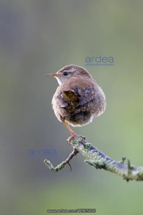 : Wren - Back view perched on one leg. Back-lit in : Wren - Back view perched on one leg. Back-lit in