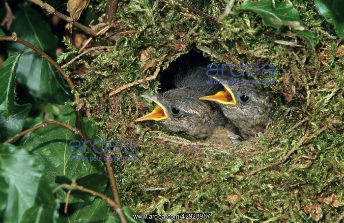 : WREN - Young birds in nest waiting to be fed : WREN - Young birds in nest waiting to be fed