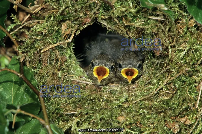: WREN - Young birds in nest waiting to be fed : WREN - Young birds in nest waiting to be fed