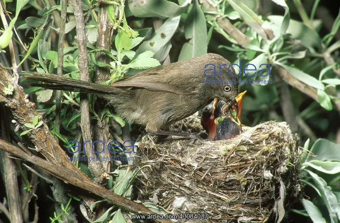 : Wrentit (Chamaea fasciata) : Wrentit (Chamaea fasciata)