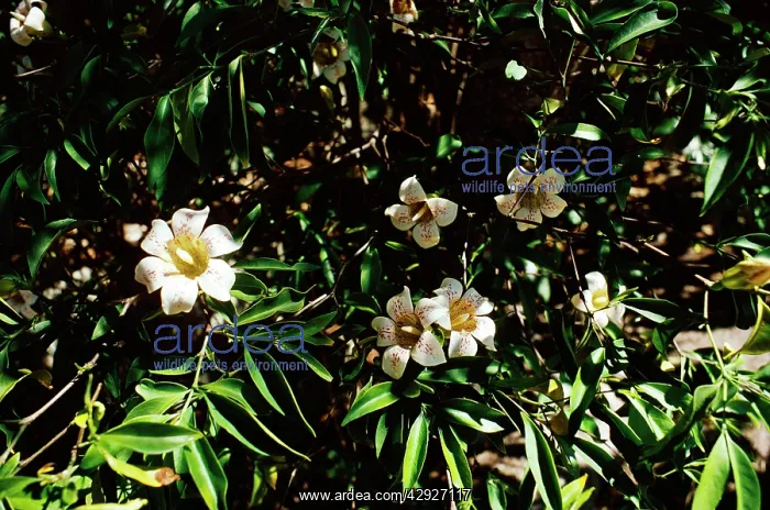 : WrightIs GARDENIA : WrightIs GARDENIA