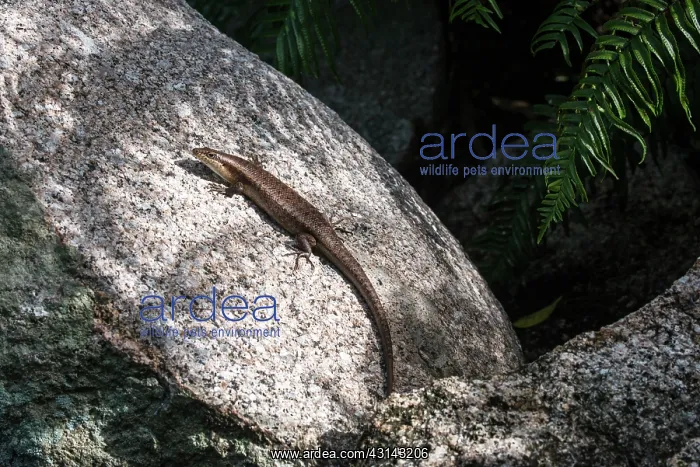 : Wright's Skink : Wright's Skink