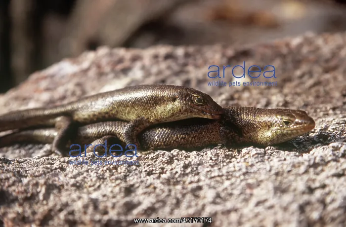 : Wright's Skink : Wright's Skink