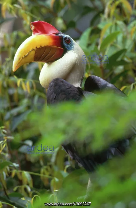 : Wrinkled Hornbill : Wrinkled Hornbill