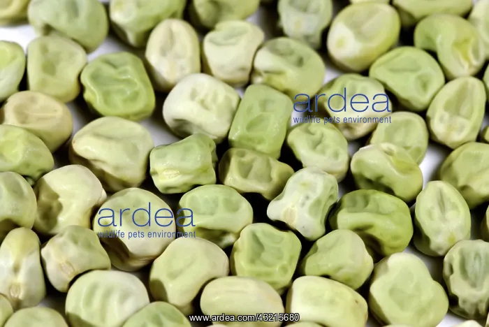 : Wrinkled Pea Seeds : Wrinkled Pea Seeds