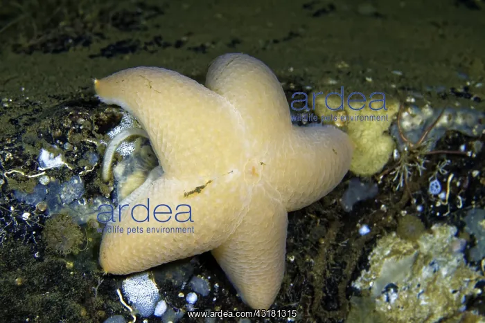 : Wrinkled Star (Pteraster militaris), White Sea : Wrinkled Star (Pteraster militaris), White Sea
