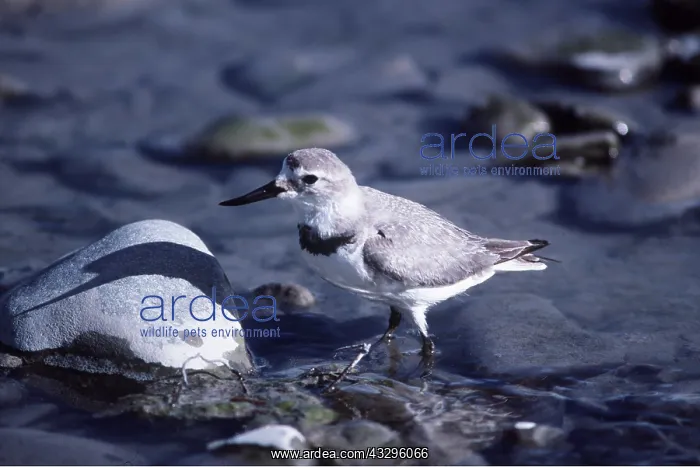 : WRYBILL : WRYBILL
