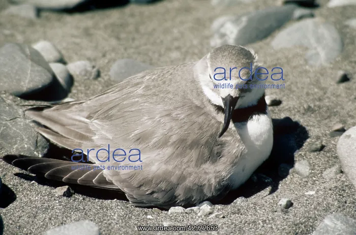 : Wrybill - adult female at nest : Wrybill - adult female at nest