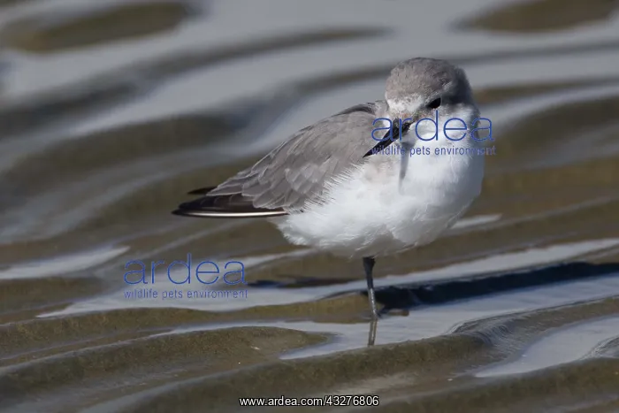 : Wrybill - the only bird in the world whose beak : Wrybill - the only bird in the world whose beak