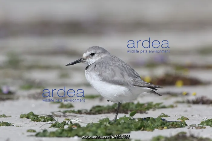 : Wrybill / Ngutuparore : Wrybill / Ngutuparore