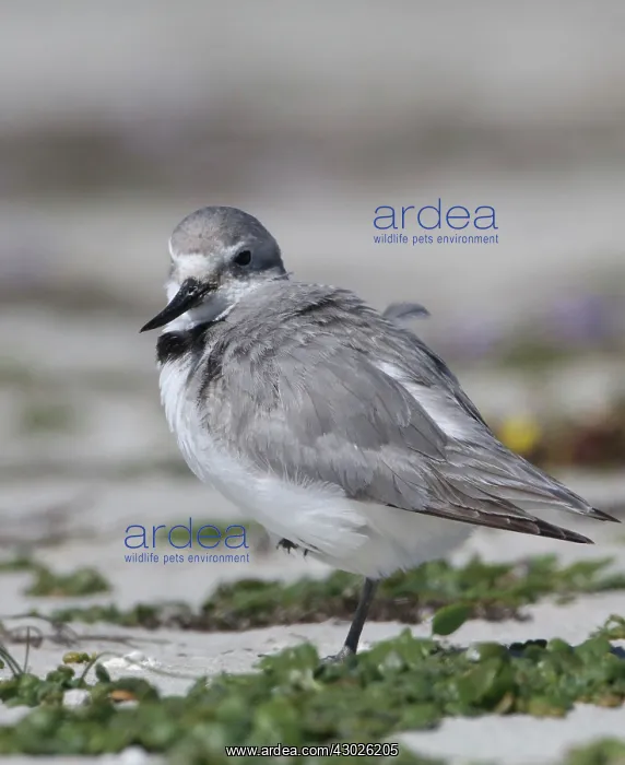 : Wrybill / Ngutuparore : Wrybill / Ngutuparore