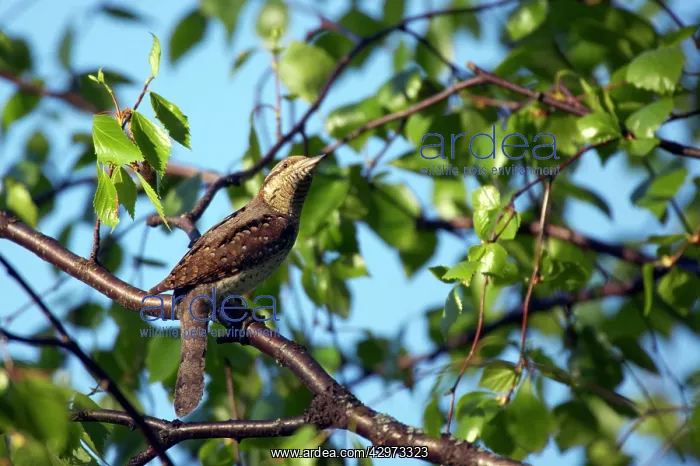  : Wryneck (Jynx torquilla). Finland