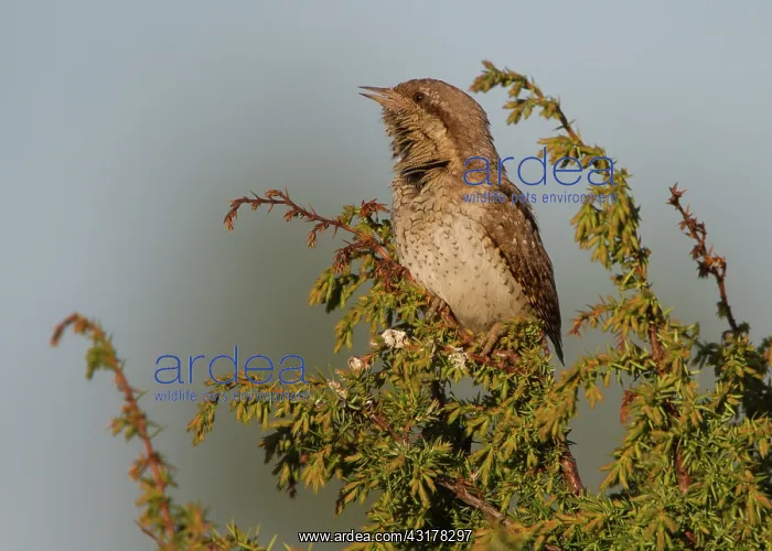 : Wryneck (Jynx torquilla) calling in tree : Wryneck (Jynx torquilla) calling in tree