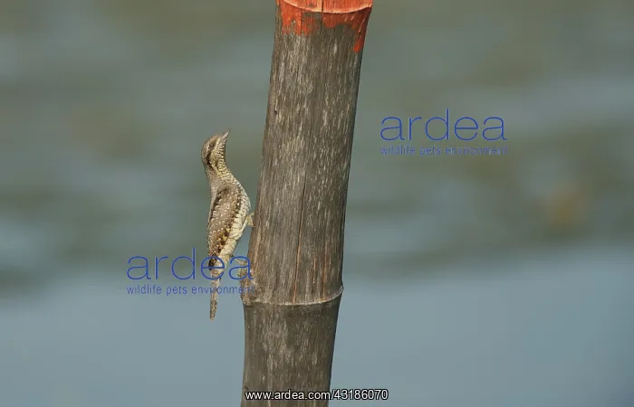 : Wryneck. Eurasian Wryneck (Jynx torquilla) perched on a pole in woodpecker pose : Wryneck. Eurasian Wryneck (Jynx torquilla) perched on a pole in woodpecker pose
