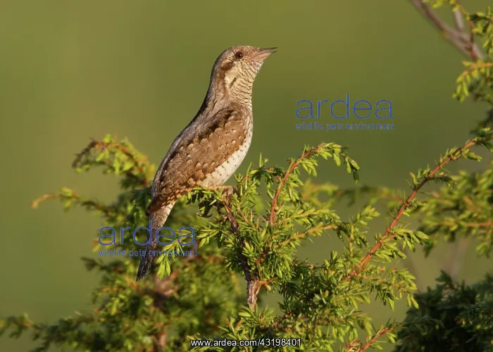 : Wryneck (Jynx torquilla) calling his partner in the top of unidentified tree : Wryneck (Jynx torquilla) calling his partner in the top of unidentified tree