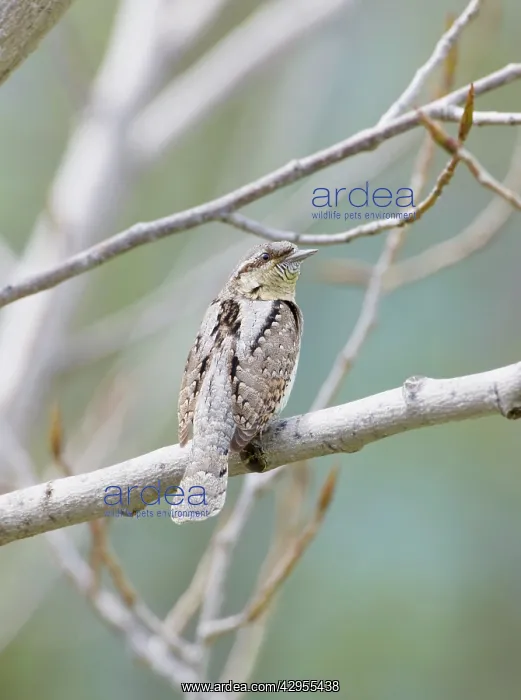 : Wryneck - adult perched on branch : Wryneck - adult perched on branch