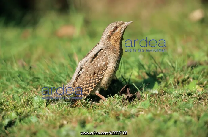 : WRYNECK - On lawn sunning itself : WRYNECK - On lawn sunning itself