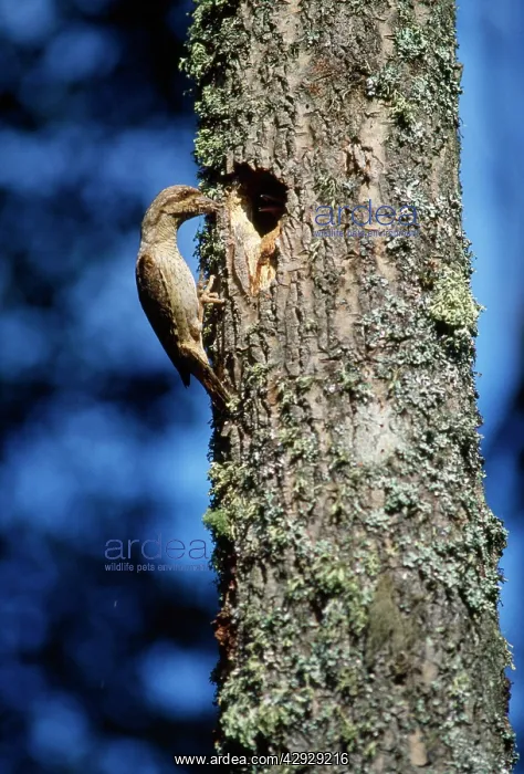  : WRYNECK - AT NEST IN TREE
