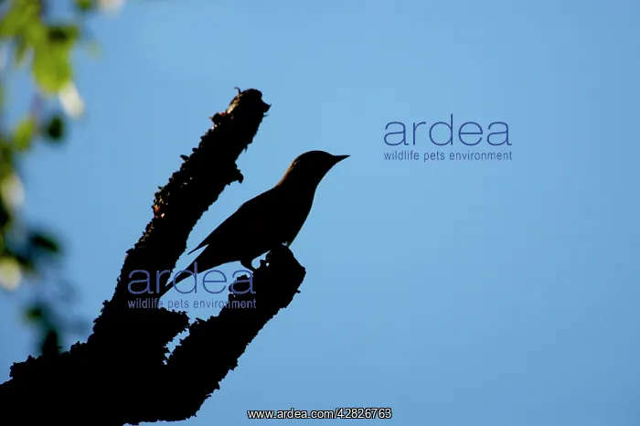 : Wryneck - Silhouette : Wryneck - Silhouette