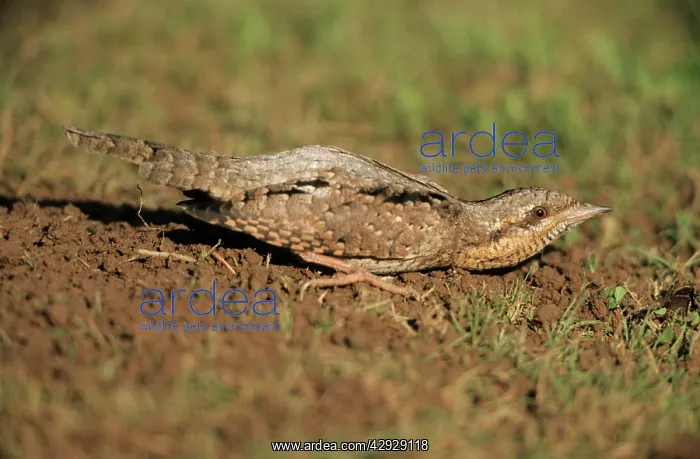 : WRYNECK - Squatting on lawn to avoid detection : WRYNECK - Squatting on lawn to avoid detection