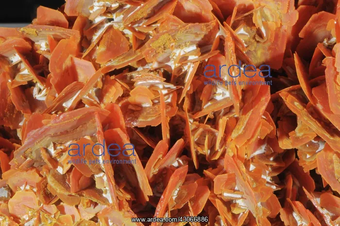 : Wulfenite is a lead molybdate mineral with the formula PbMoO4 : Wulfenite is a lead molybdate mineral with the formula PbMoO4