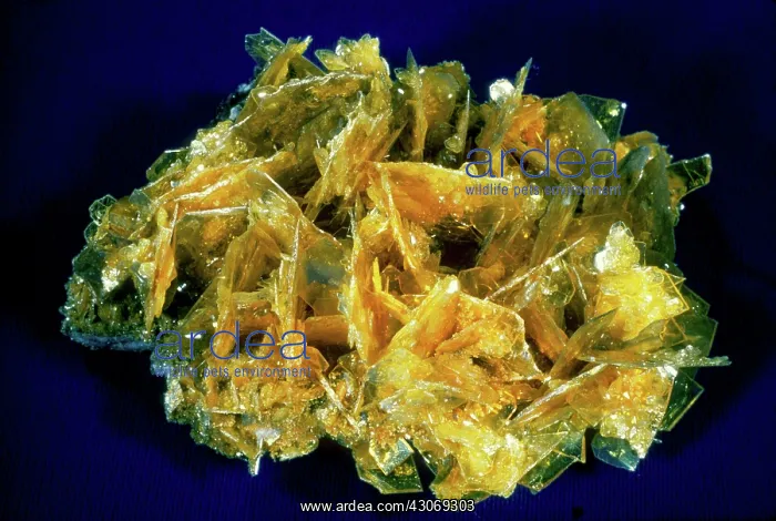 : Wulfenite, a minor ore of lead, from Sonora, Mexico : Wulfenite, a minor ore of lead, from Sonora, Mexico