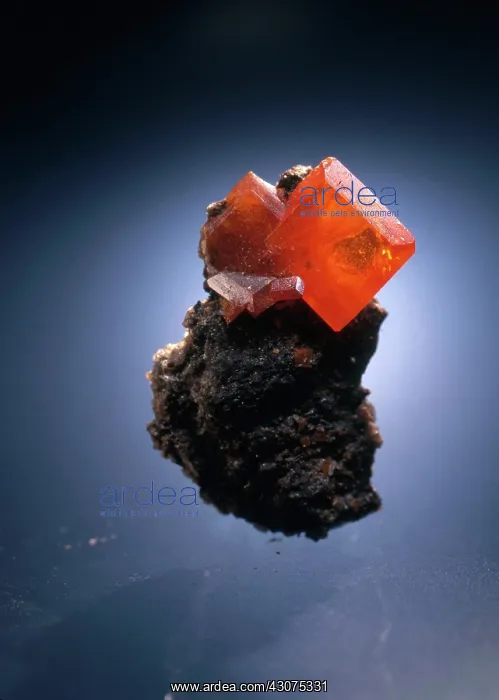 : Wulfenite crystals from the Red Cloud Mine in La Paz City, Arizona : Wulfenite crystals from the Red Cloud Mine in La Paz City, Arizona