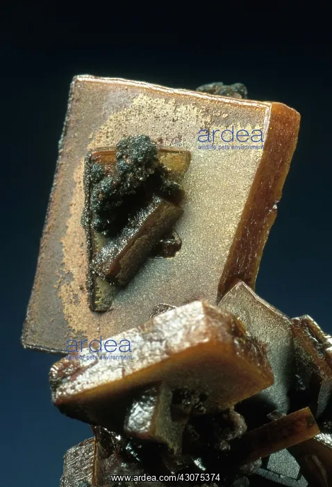 : Wulfenite crystals from Los Lamentos, Chihuahua, Mexico : Wulfenite crystals from Los Lamentos, Chihuahua, Mexico