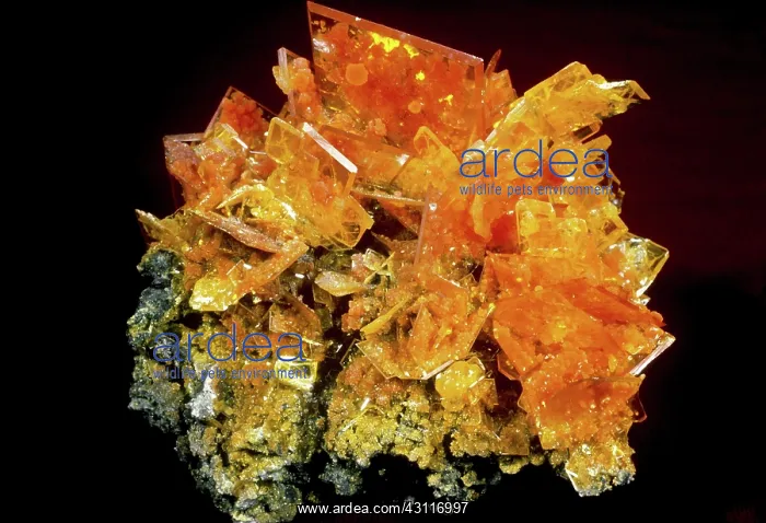 : Wulfenite, from San Francisco mine, Sonora, Mexico : Wulfenite, from San Francisco mine, Sonora, Mexico