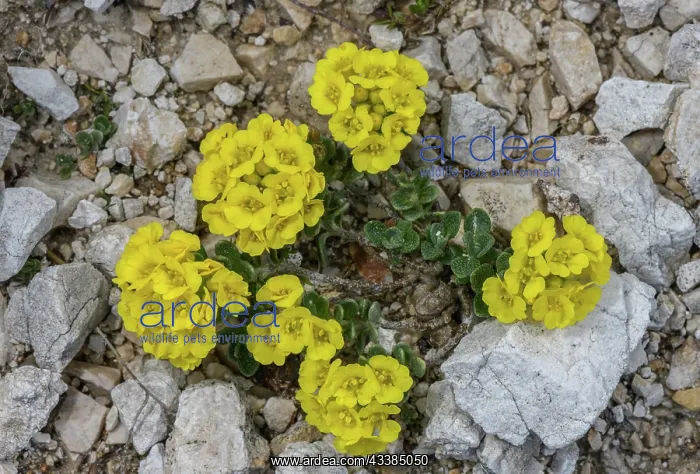 : Wulfen's Alyssum, Alyssum wulfenianum in flower : Wulfen's Alyssum, Alyssum wulfenianum in flower