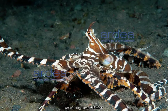 : Wunderpus. Wonderpus Octopus (Wunderpus photogenicus) crawling over black lava sand : Wunderpus. Wonderpus Octopus (Wunderpus photogenicus) crawling over black lava sand