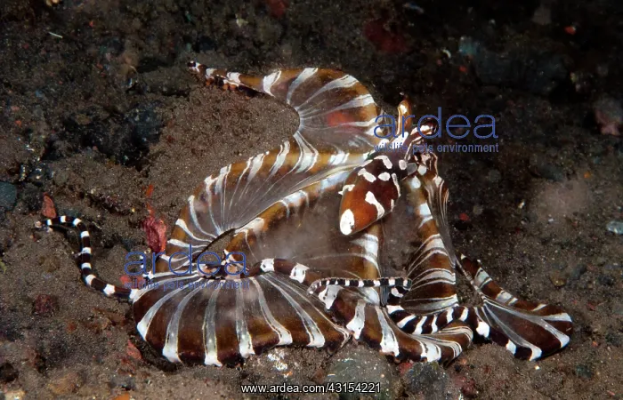 : Wunderpus. Wonderpus Octopus (Wunderpus photogenicus) crawling over black lava sand : Wunderpus. Wonderpus Octopus (Wunderpus photogenicus) crawling over black lava sand