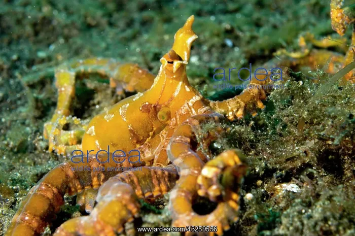 : Wunderpus Octopus : Wunderpus Octopus