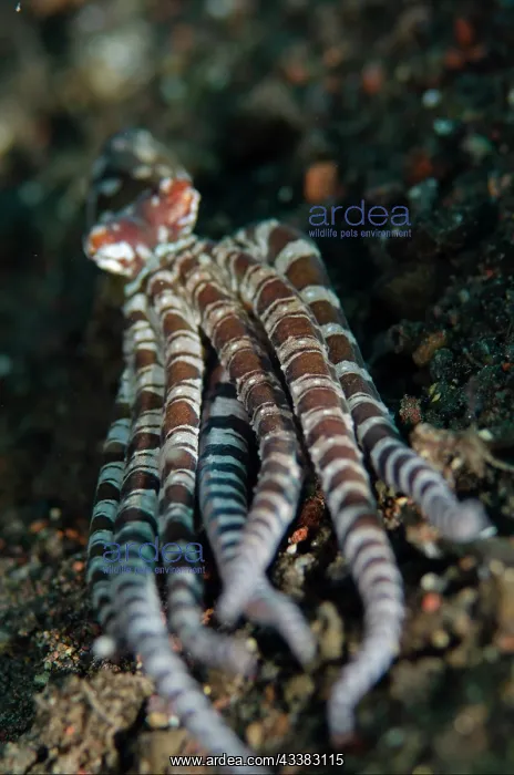 : Wunderpus Octopus : Wunderpus Octopus