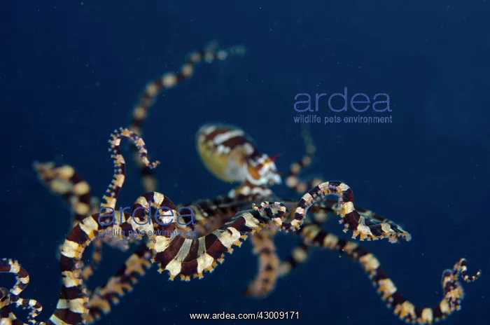 : Wunderpus Octopus free-swimming Kareko Batu dive : Wunderpus Octopus free-swimming Kareko Batu dive