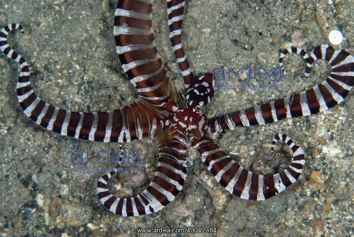 : Wunderpus Octopus hunting on black sand : Wunderpus Octopus hunting on black sand