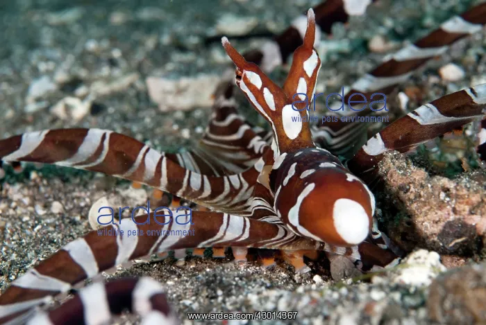  : Wunderpus Octopus hunting with extended skirt